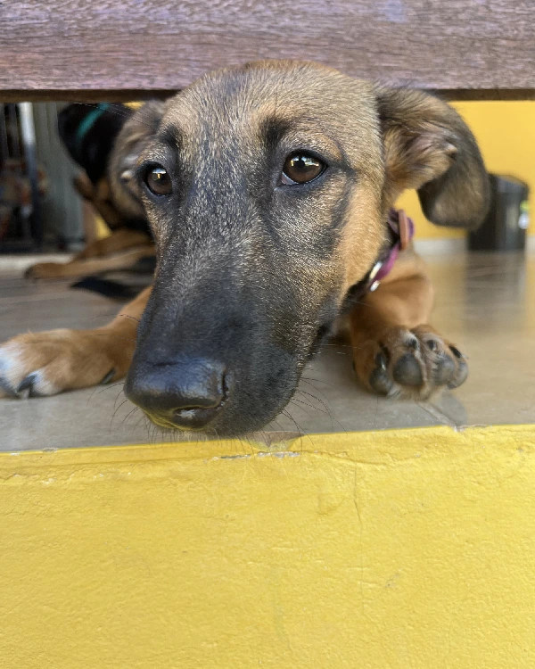 Reabilitação comportamental (4)