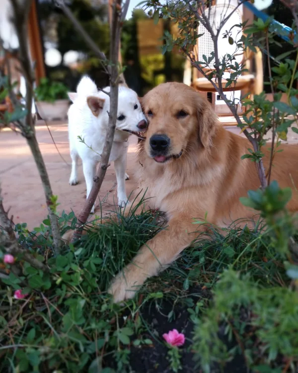 Dra Bianca Satana (1)